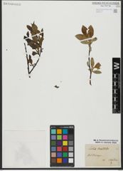 Foto von Salix hastata L.